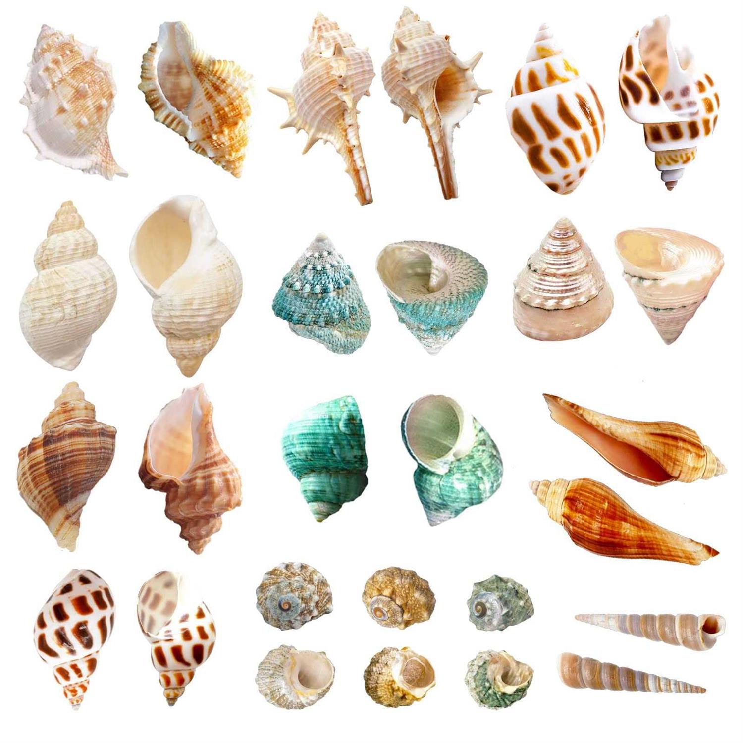 Lucky Baby 15+pcs Hermit Crab Shells Small to Medium Sea Conch Size 1/4-1 1/2 Inches Natural Growth Turbo Seashells Conch