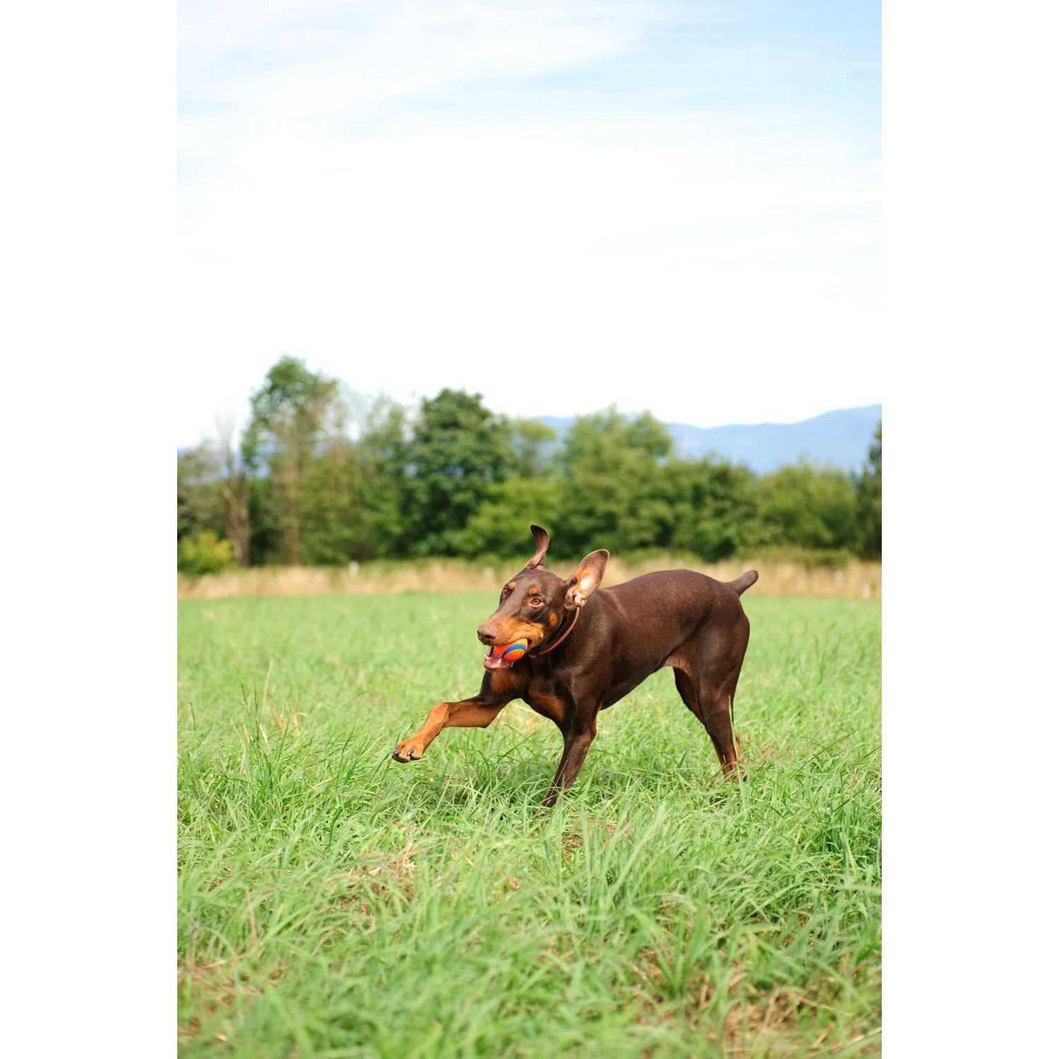 Chuckit! Fetch Medley