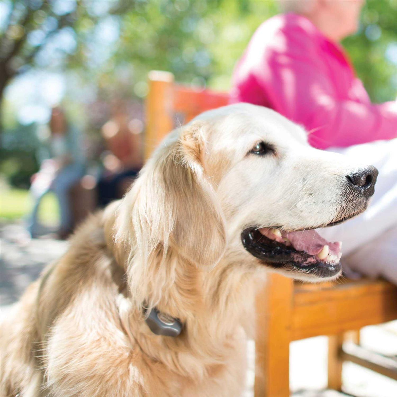 INVISIBLE FENCE BRAND Power Cap Batteries for MicroLite and MicroLite Plus Computer Collar Units – Also compatible with MaxDog and MaxDog Plus
