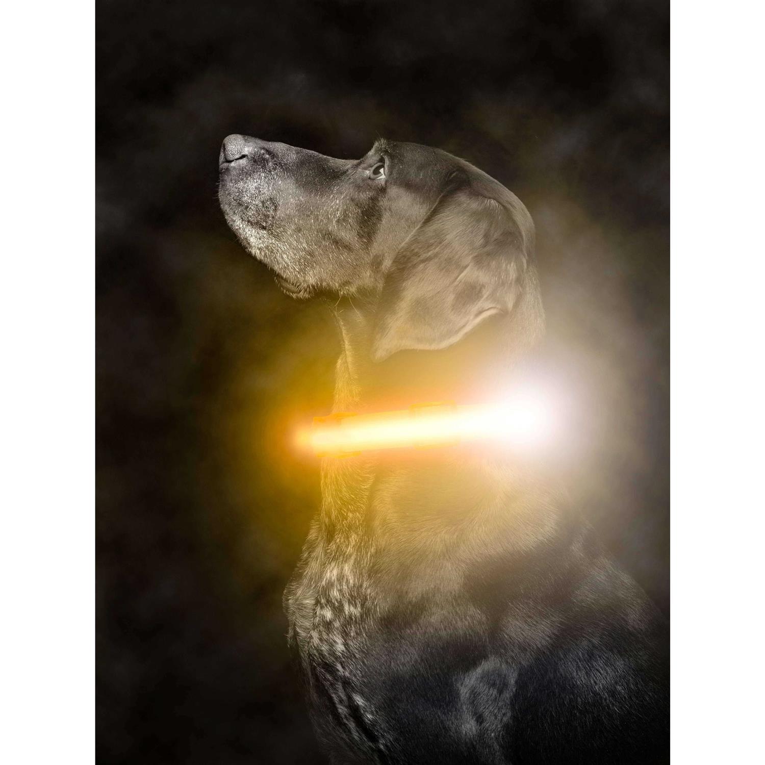 Mighty Paw LED Dog Collar USB Rechargeable