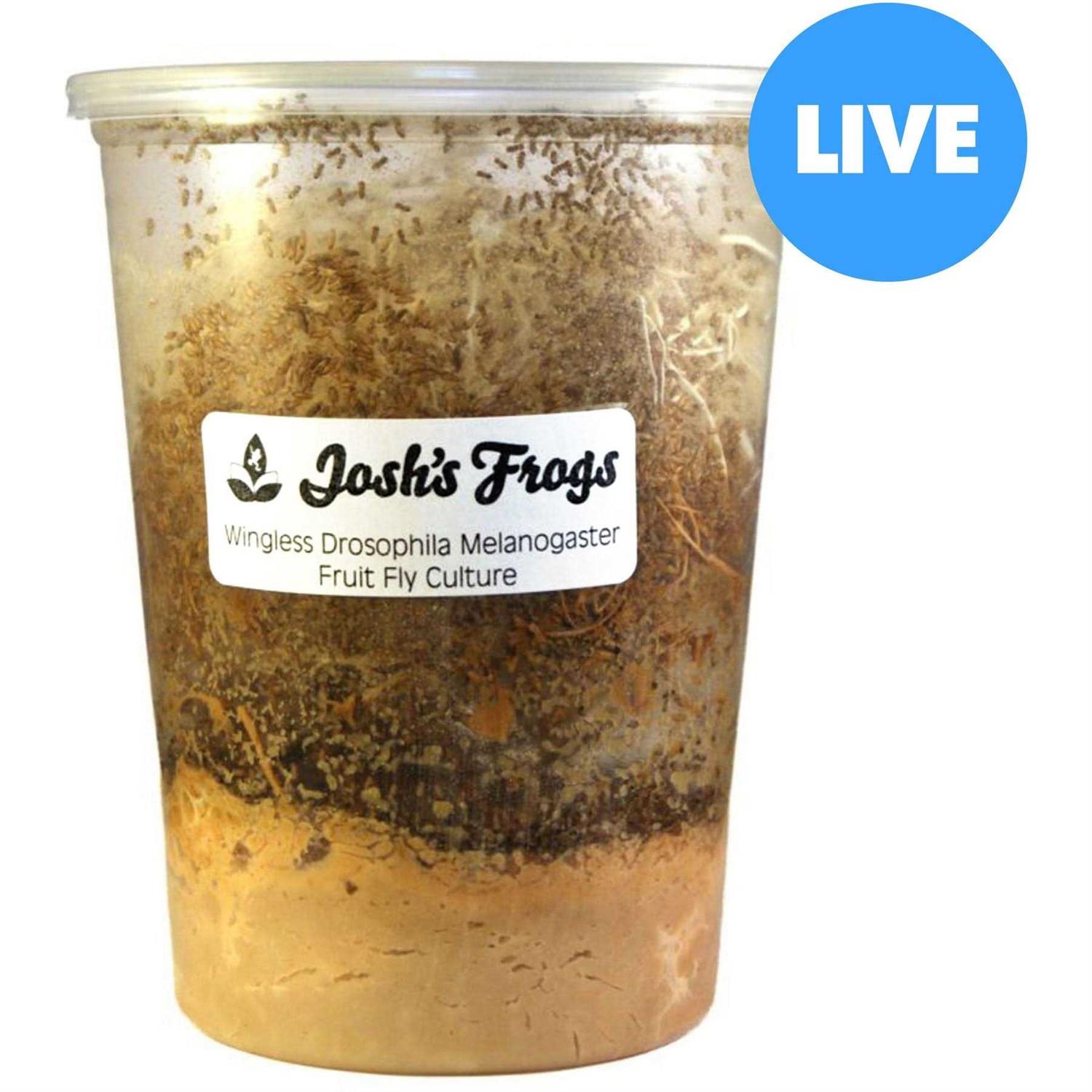Josh’s Frogs Producing Wingless Drosophila Melanogaster Fruit Fly Culture