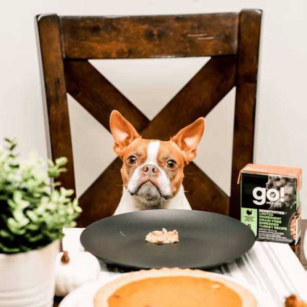 Go! Sensitivities Limited Ingredient Grain-Free Shredded Turkey Wet Dog Food