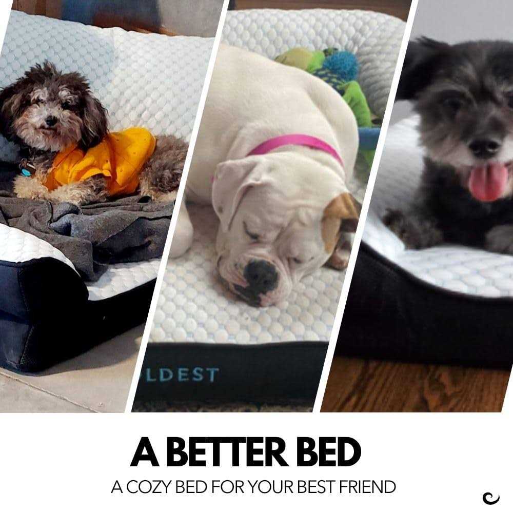 Coldest Cozy Dog Bed Cooling Medium Dog Beds