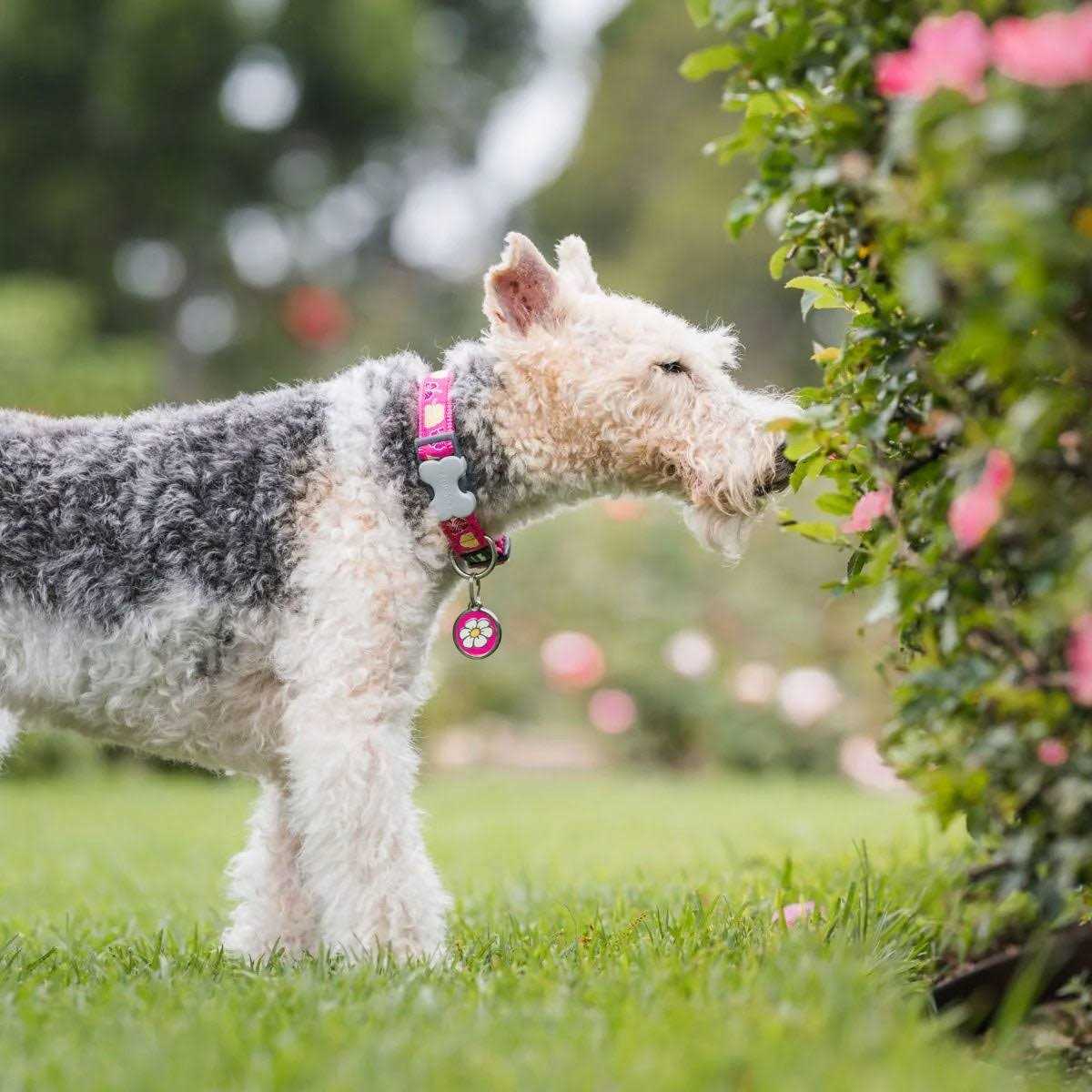 Red Dingo Enamel Pet ID Tag