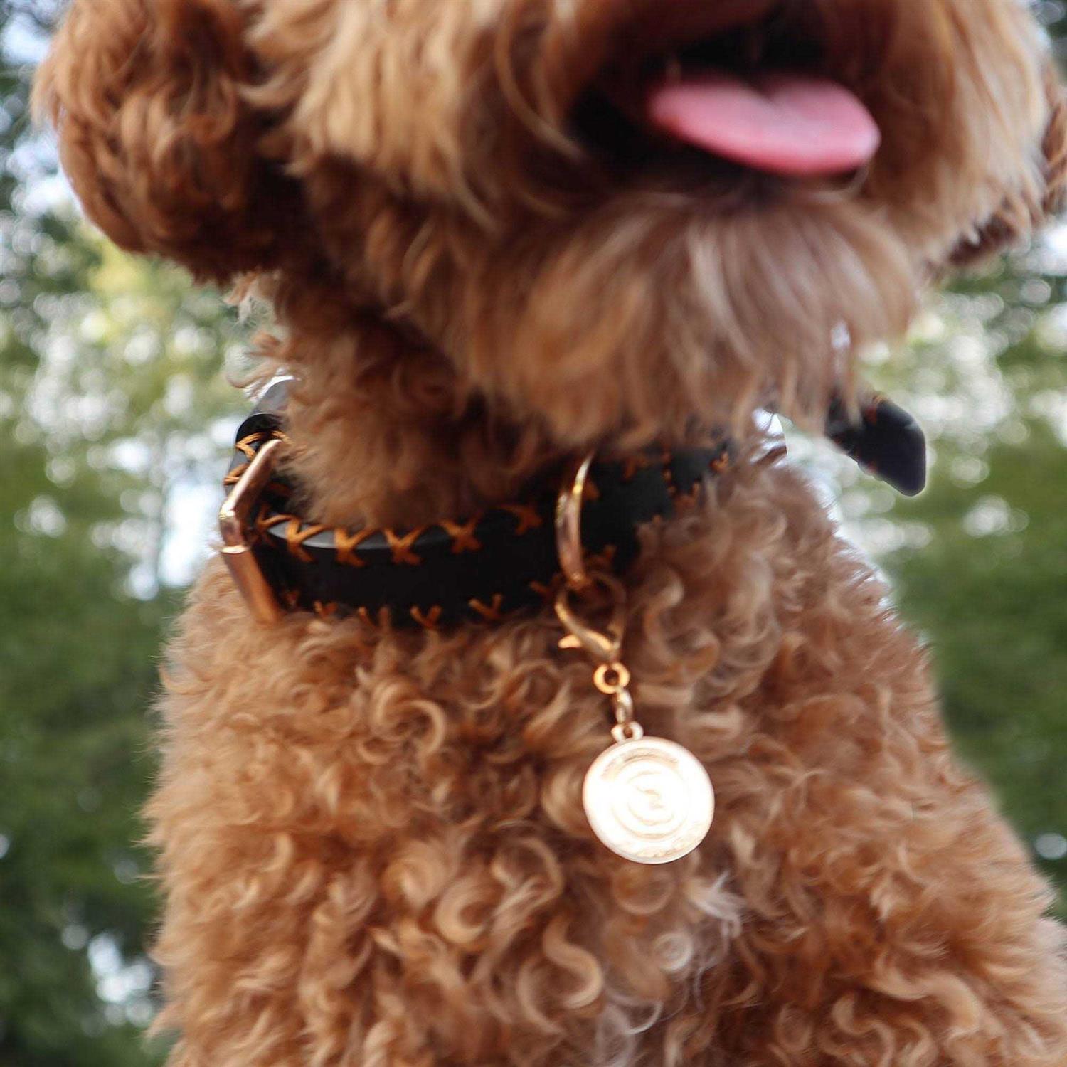 Scotch & Co Handcrafted Standard Dog Collar