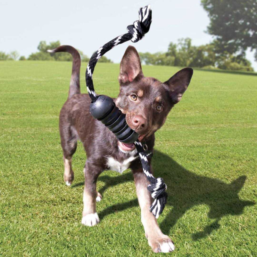 KONG Extreme Dental Dog Toy