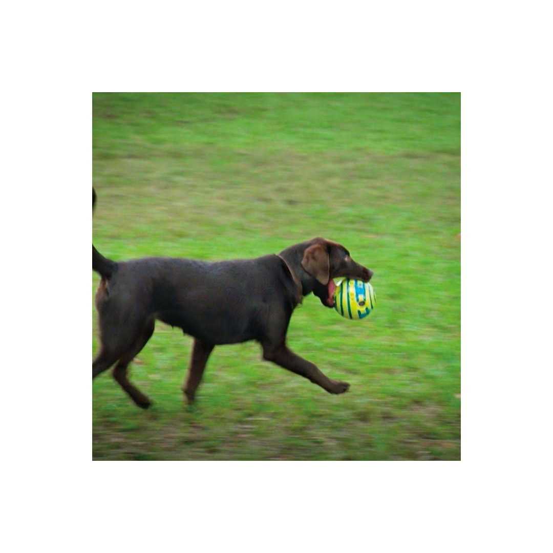 Wobble Wag Giggle Ball Dog Toy