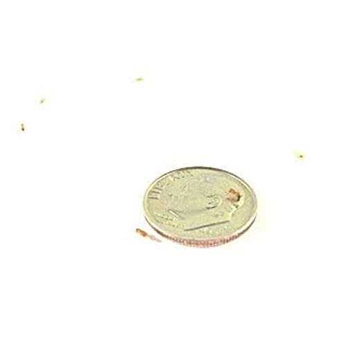 Josh’s Frogs Producing Wingless Drosophila Melanogaster Fruit Fly Culture