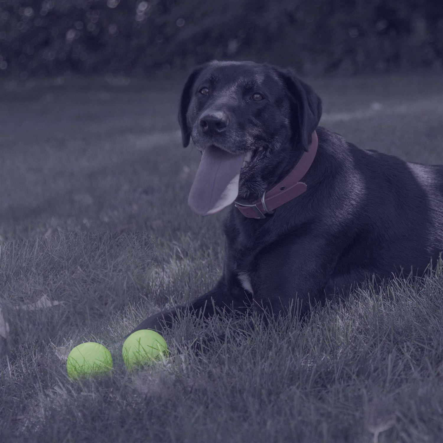 Chew King Glow Ball Dog Toys