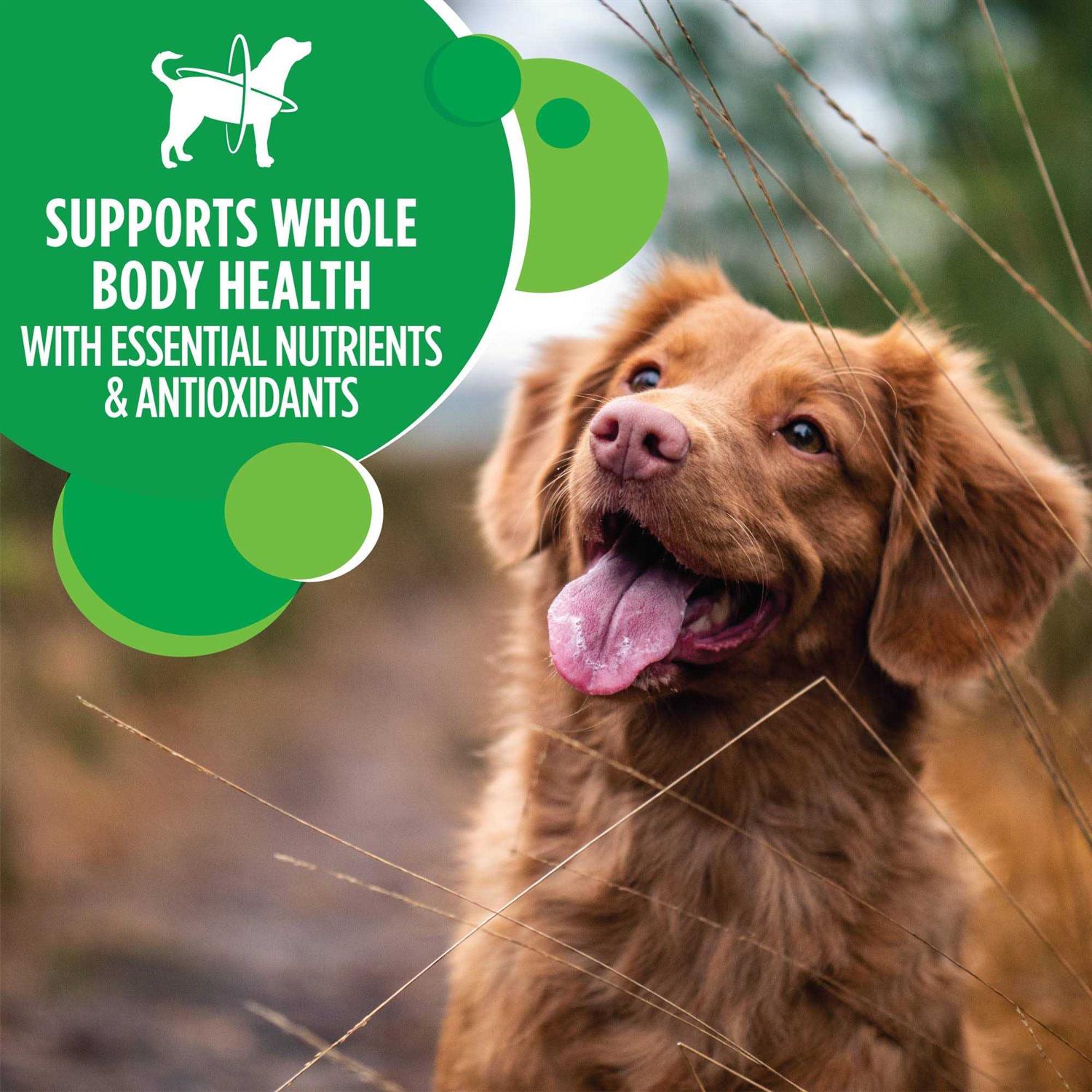 Iams Adult ProActive Health Minichunks Chicken Dry Dog Food