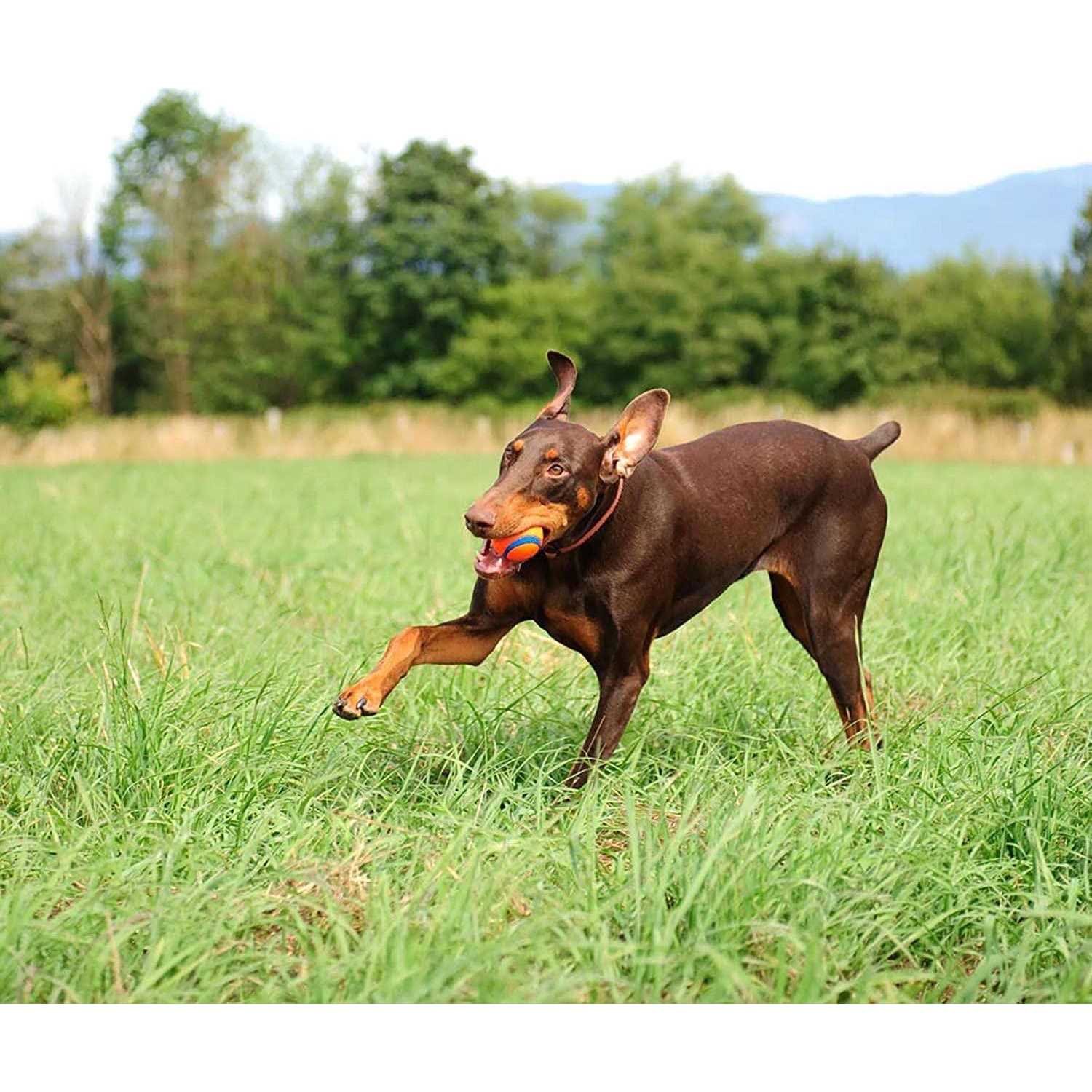 Chuckit! Bucket with Ultra Ball Dog Toy