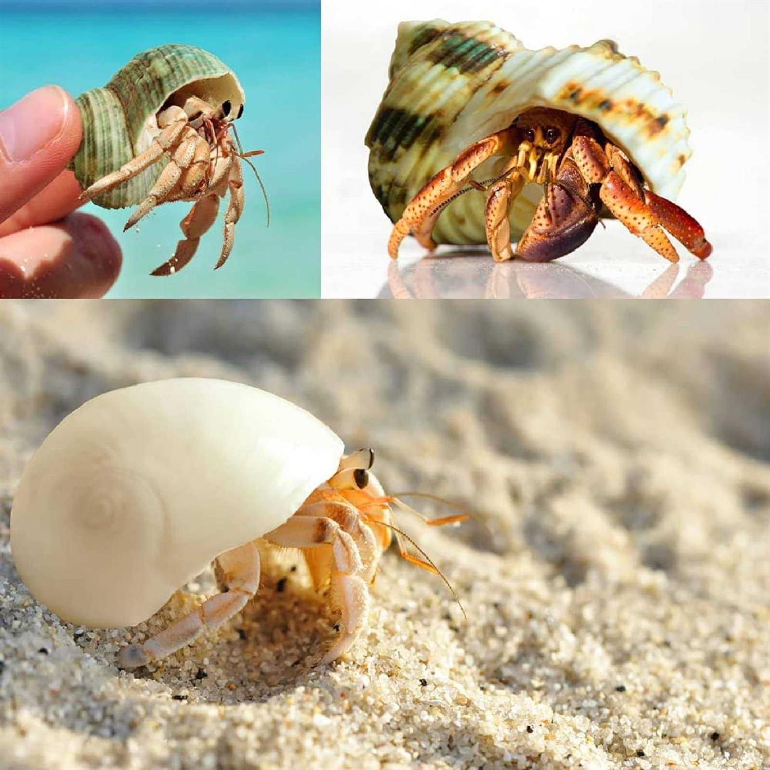 Giftvest Hermit Crab Shells Medium and Large 12PCS Growth Turbo Seashells Size 1.4-3.2 for Small Medium and Large Crabs