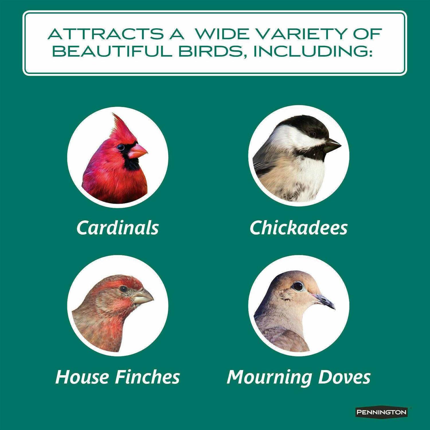 Pennington Select Safflower Seed Wild Bird Feed & Seed