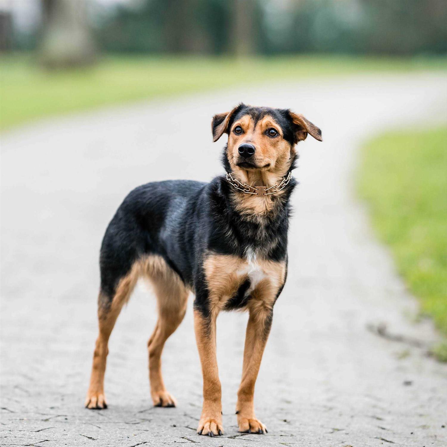 Herm Sprenger Curogan ULTRA-PLUS Training Collar with Center-Plate and Assembly Chain