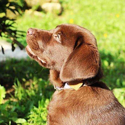 Pettsie Heart Dog Collar