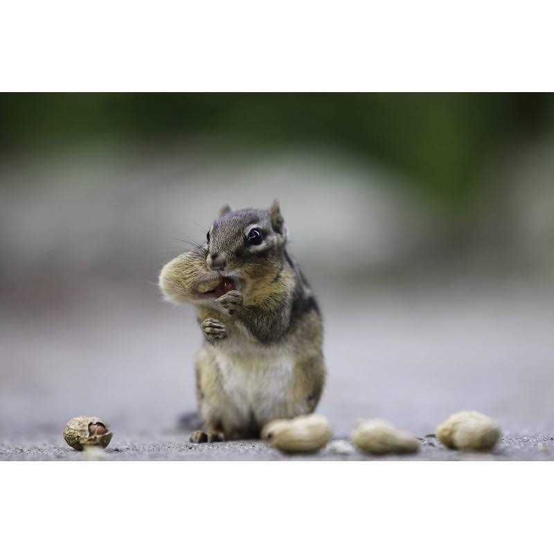WAKEFIELD PEANUT COMPANY A TRADITION OF EXCELLENCE SINCE 1965 Wakefield Extra Large Virginia Peanuts for Animals