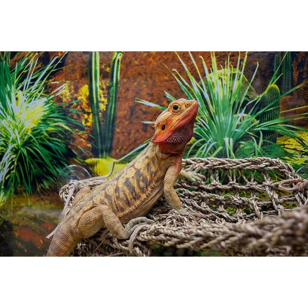 Penn-Plax Reptology Lizard Lounger