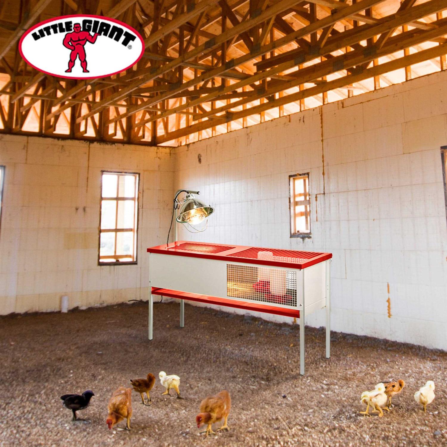 Little Giant Chick Brooder Box Galvanized