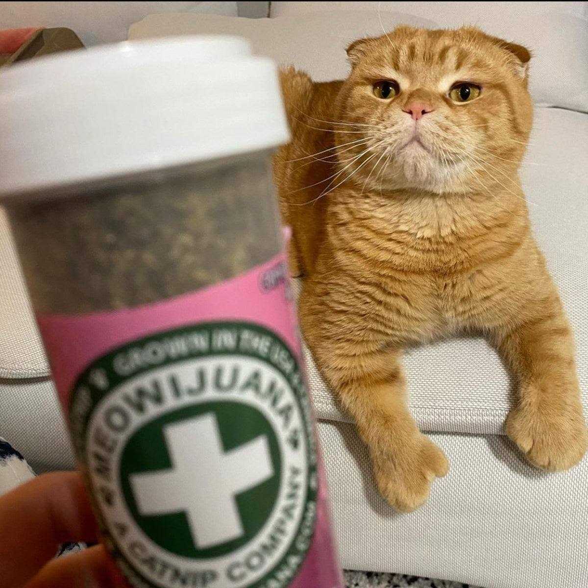 Meowijuana Mice Dreams Passion Flower Lavender Catnip Blend