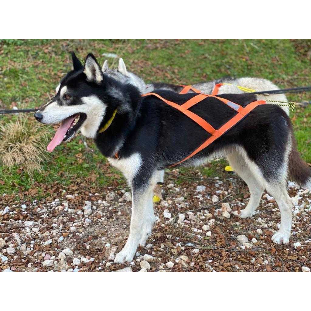 Neewa Sled Pro Harness Dog Pulling Harness Husky Harness