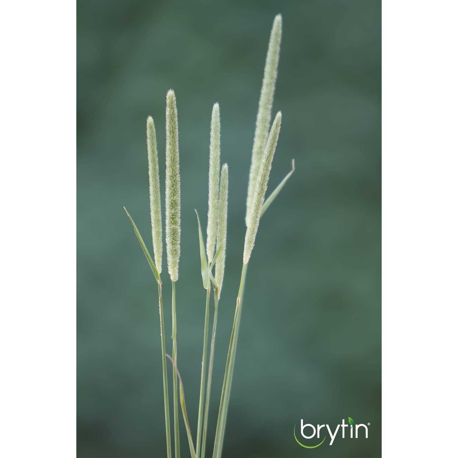 Brytin 1st Cutting All-Natural Western Timothy Hay Chinchilla Food