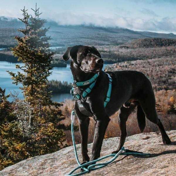 K9 Explorer Brights Reflective Front-Connect Harness