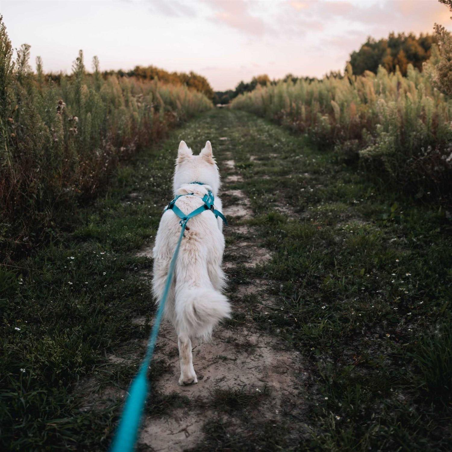 Non-Stop Dogwear Bungee Size