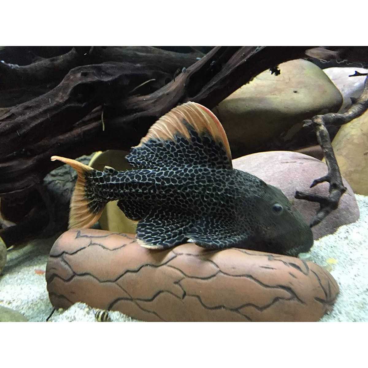 Plecoceramics Aquarium pleco breeding cave Fish Tank Decorations