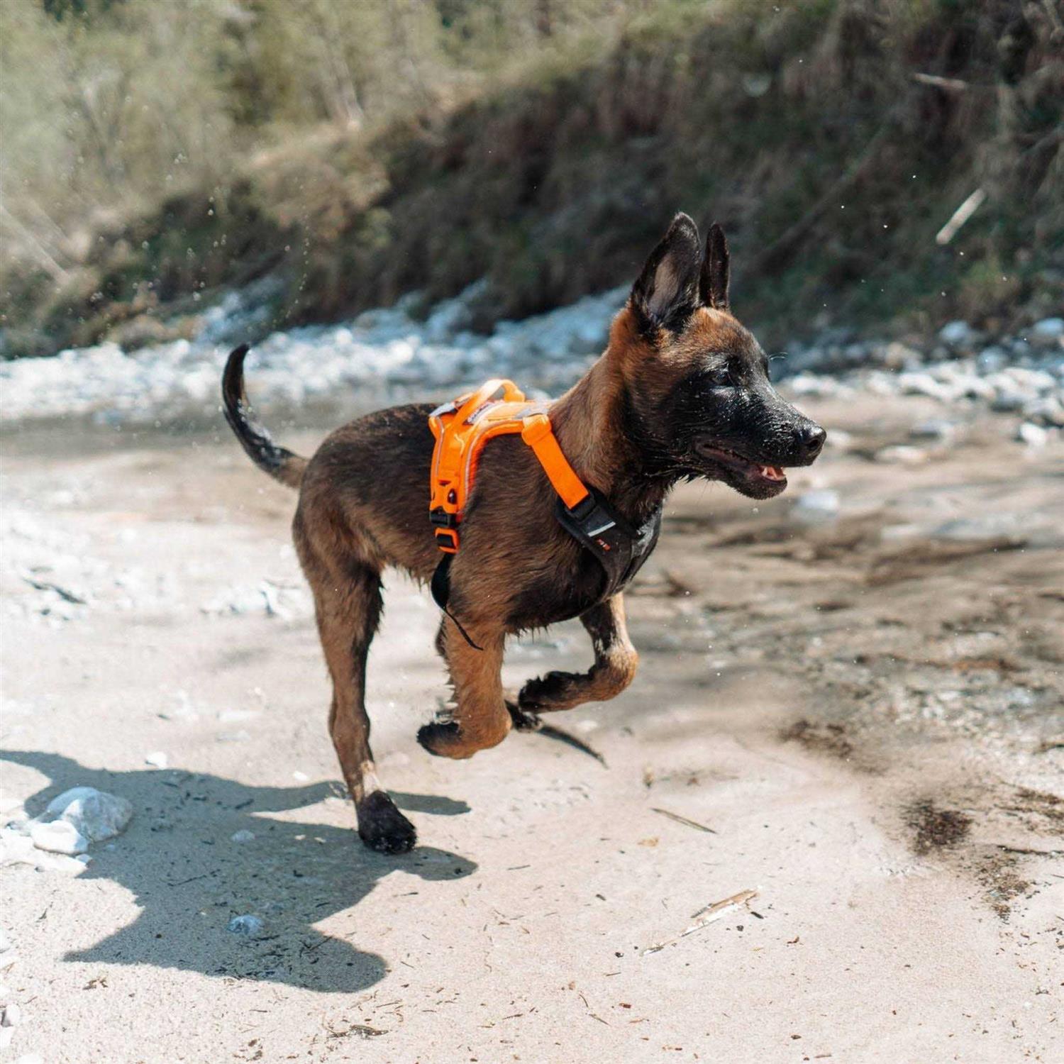 Non-stop Dogwear Ramble Harness