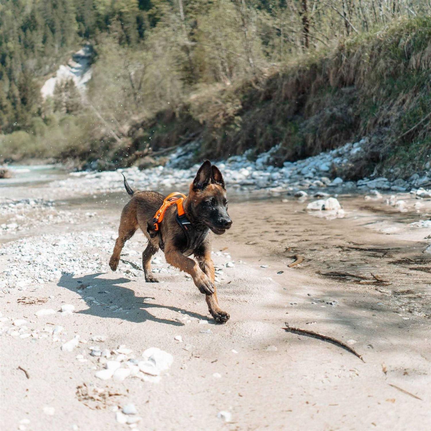 Non-stop Dogwear Ramble Harness