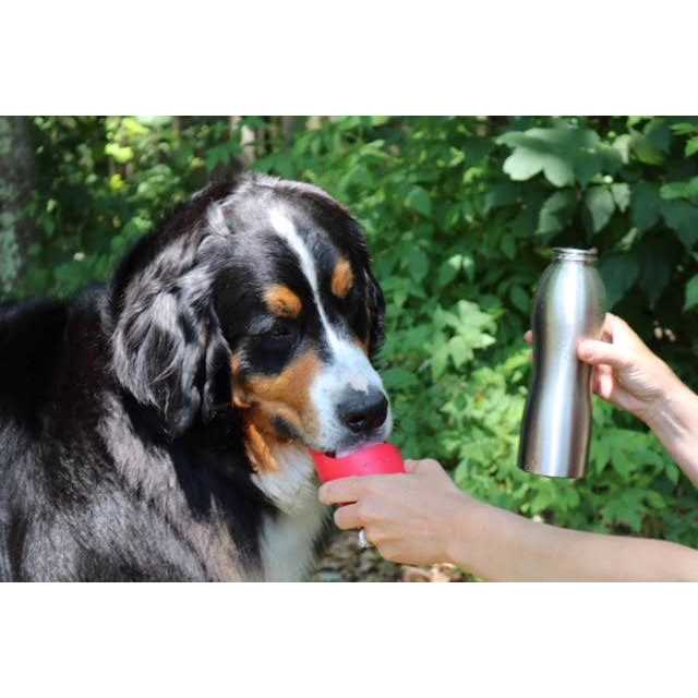 Kong H2O Stainless Steel Dog Water Bottle