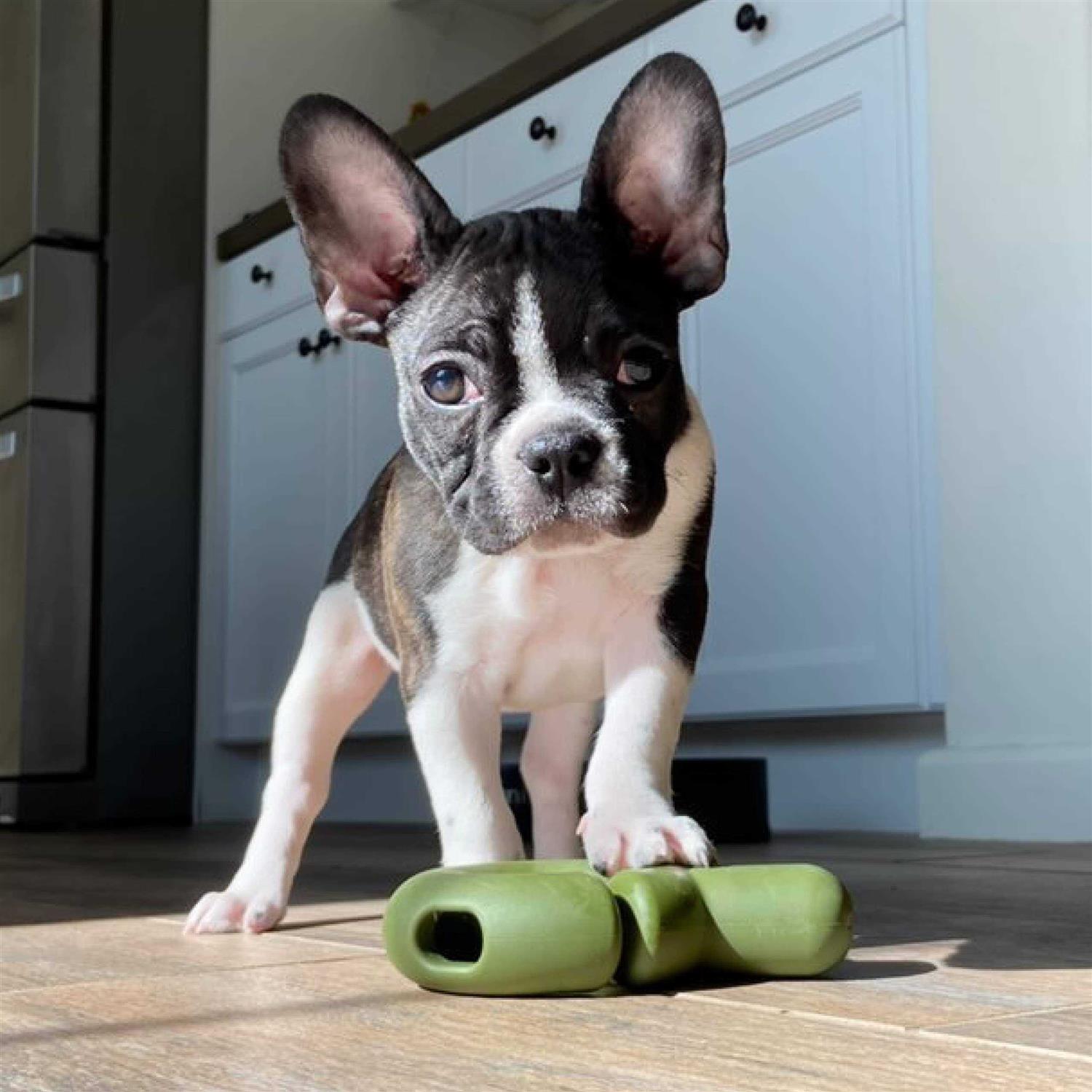 Fable Pets Falcon Dog Toy