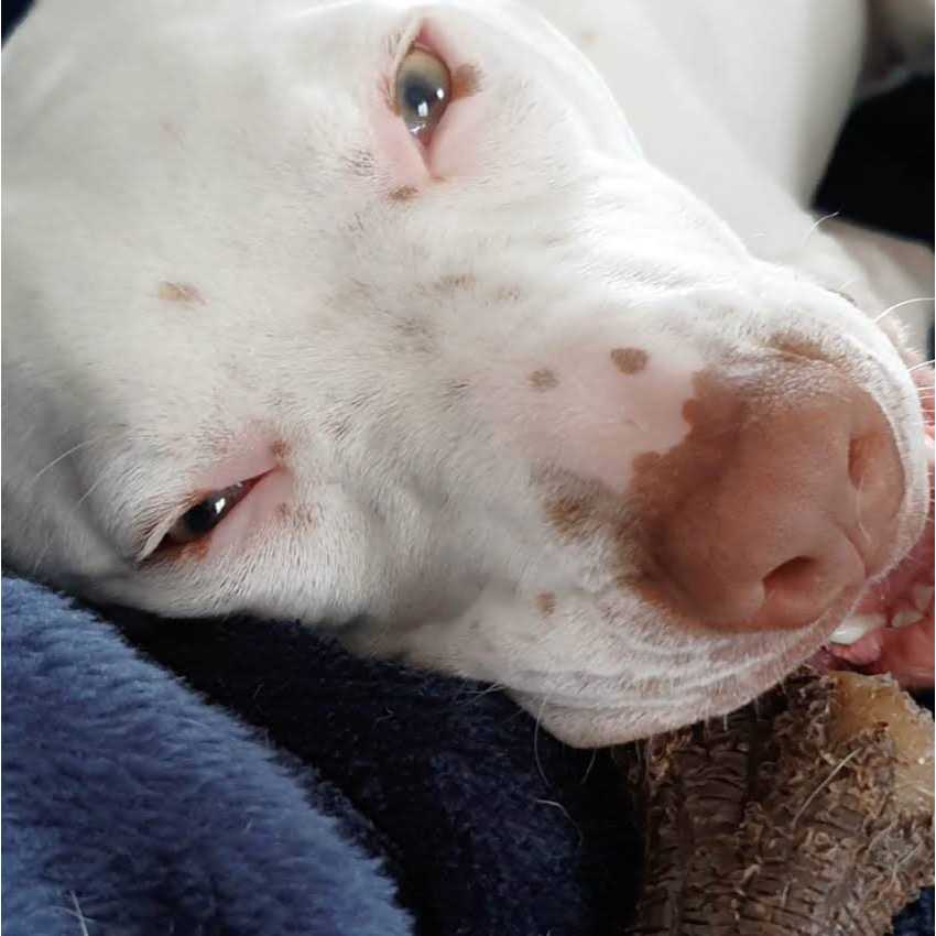 Nylabone Strong Chew Real Wood Stick Dog Toy