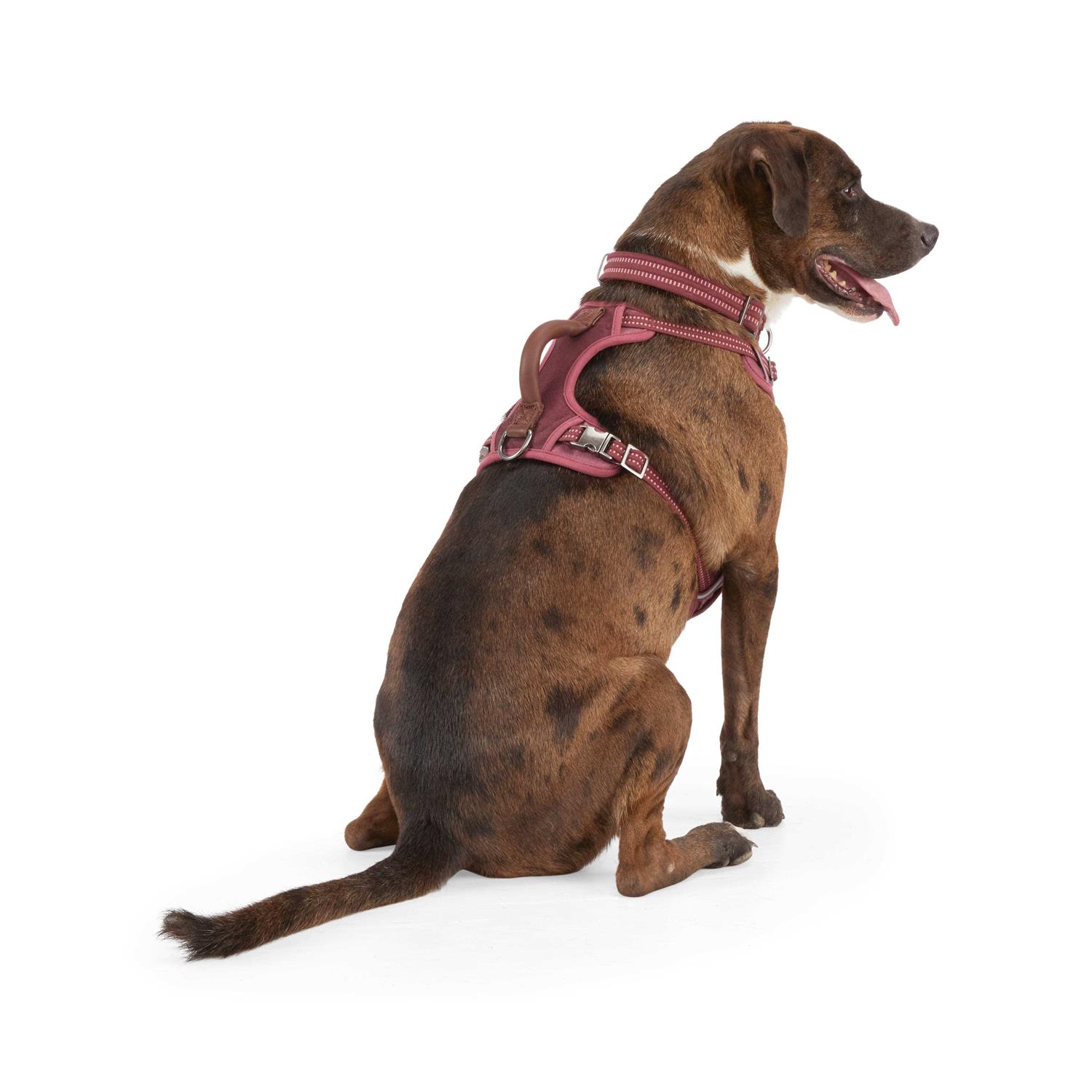 Reddy Canvas Dog Harness