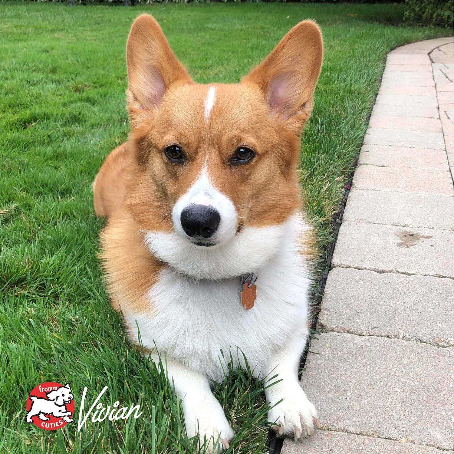 Fromm Heartland Gold Adult Dog Food