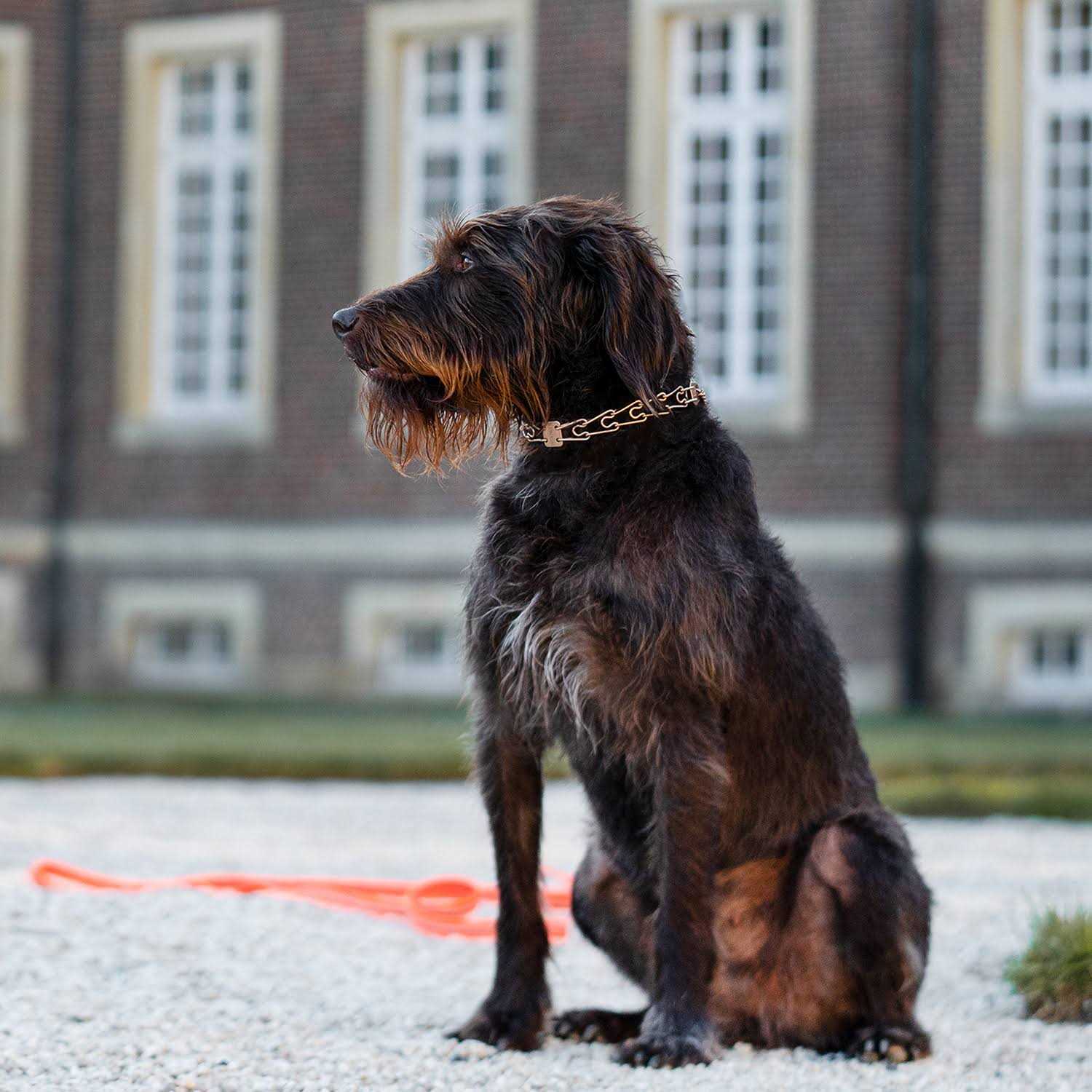 Herm Sprenger Curogan ULTRA-PLUS Training Collar with Center-Plate and Assembly Chain