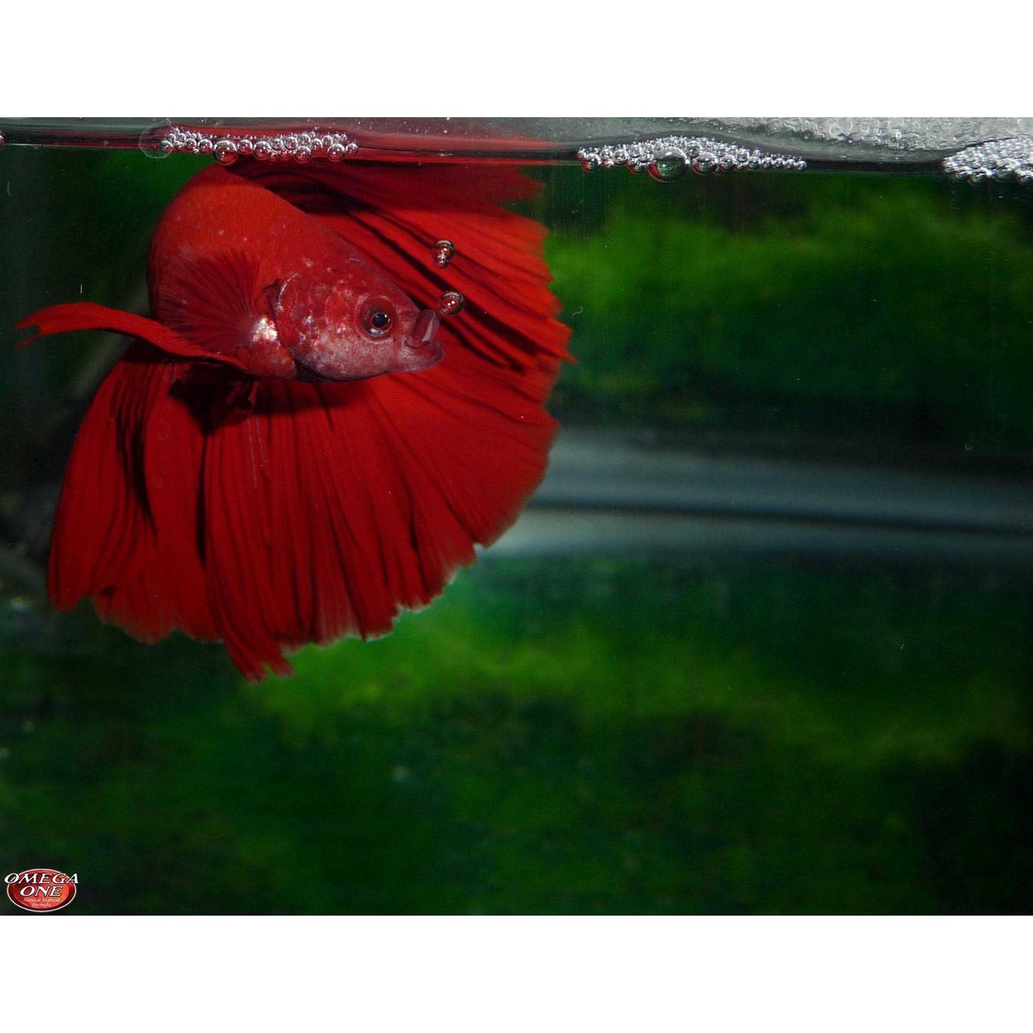 Omega One Betta Buffet Flakes Fish Food