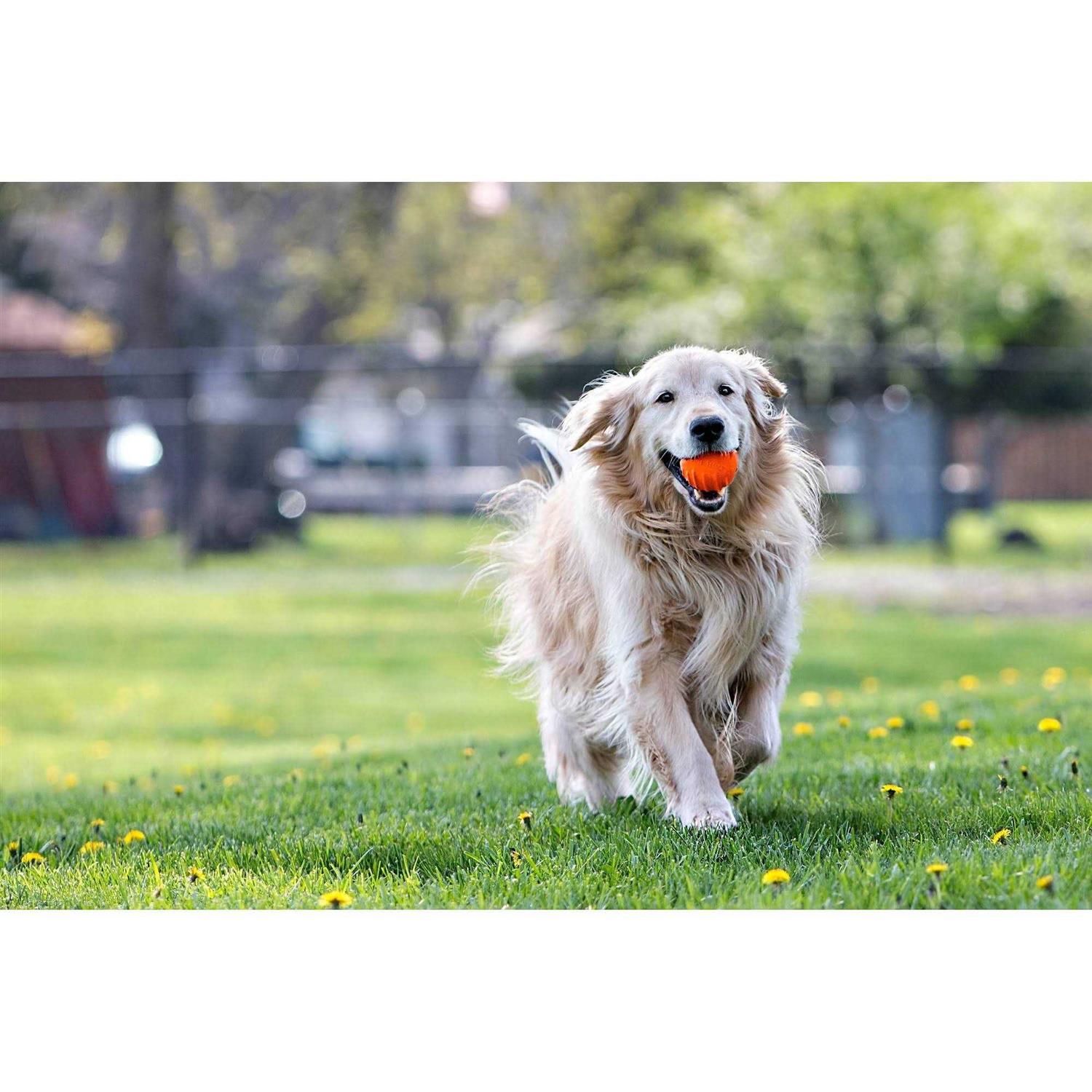 Jolly Pets Tuff Tosser