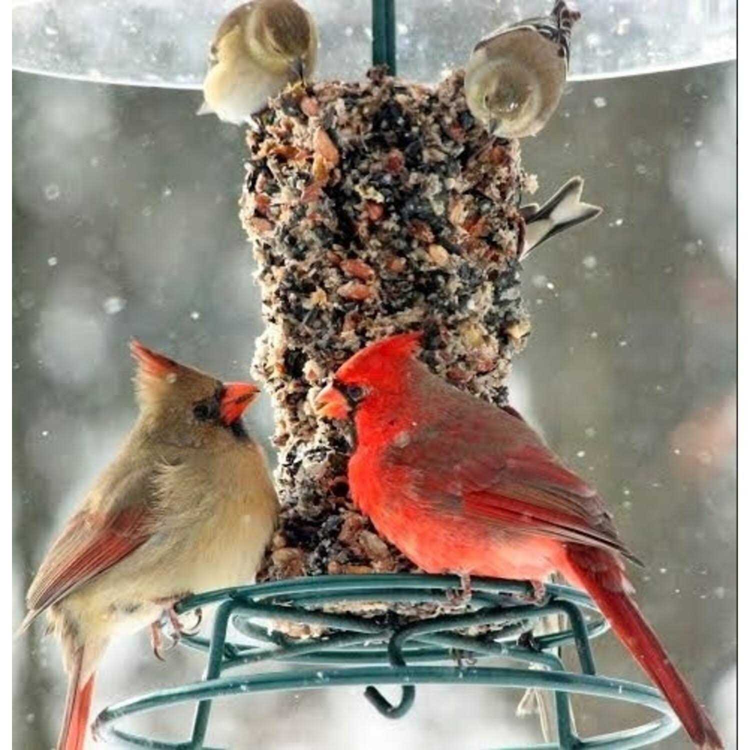 Mr. Bird Woodpecker Feast Cylinder