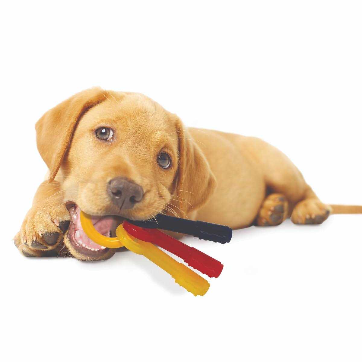 Nylabone Puppy Chew Teething Keys
