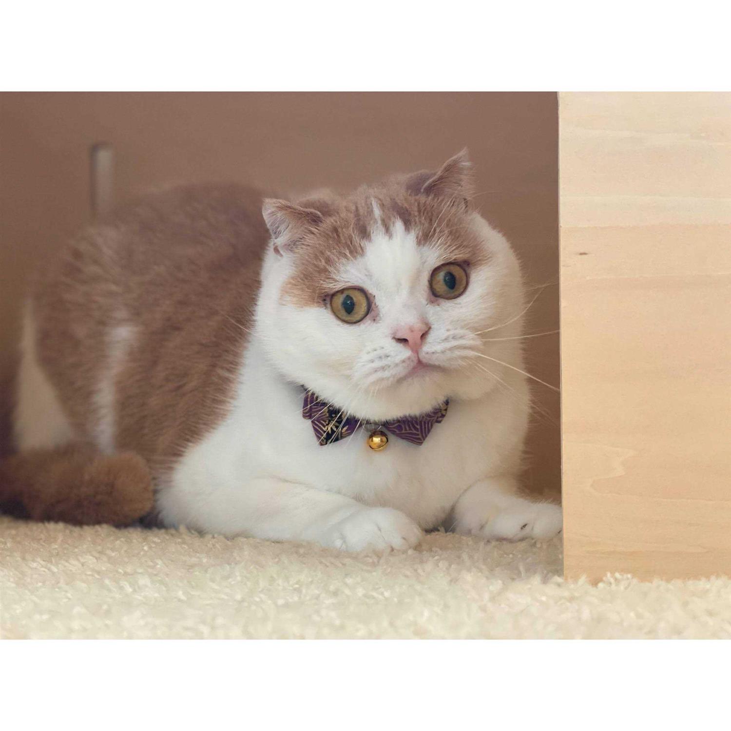 Necoichi Bow Tie Cat Collar