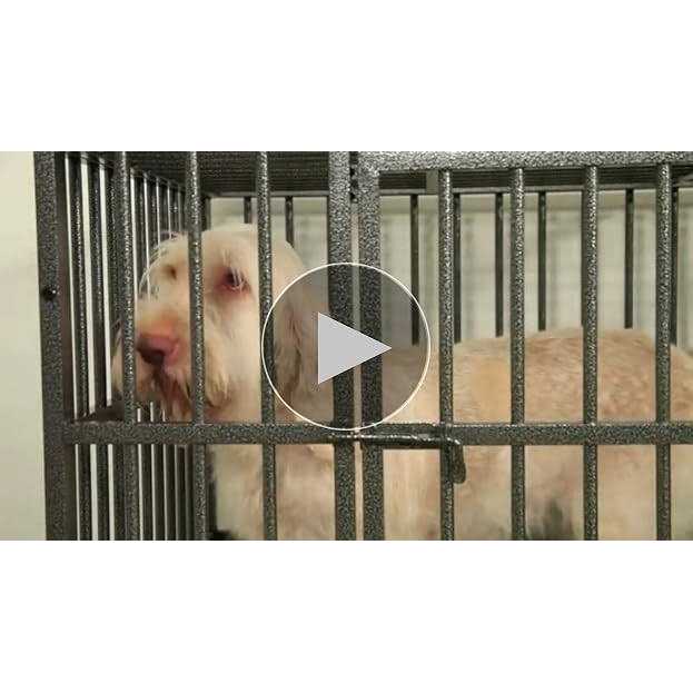 ProSelect Empire Dog Cage