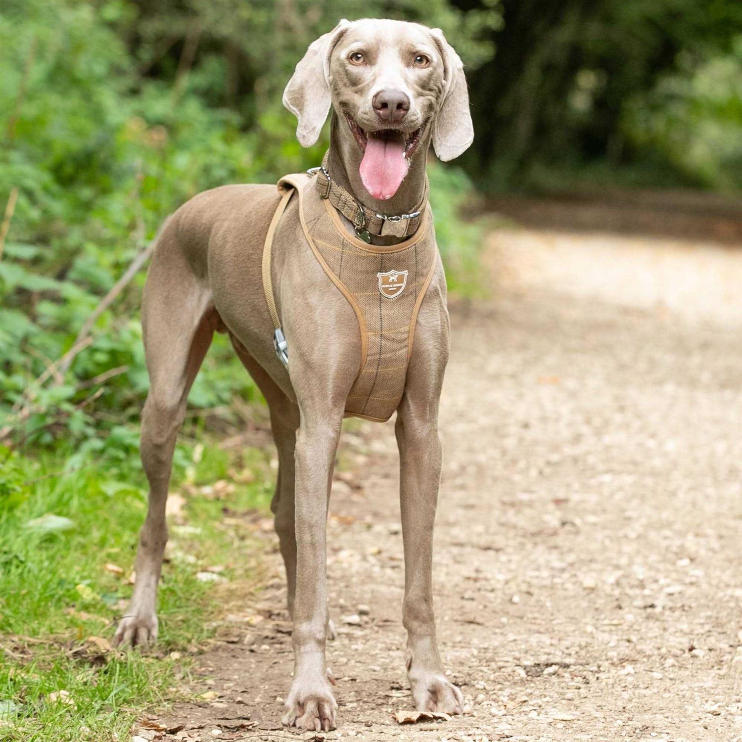 HUGO & HUDSON Tweed Dog Harness Vest