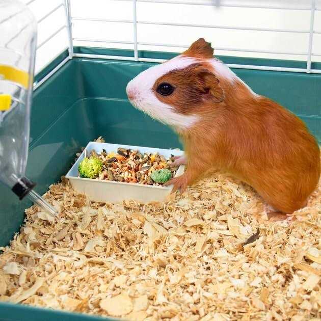 Pet Champion Small Animal Starter Kit