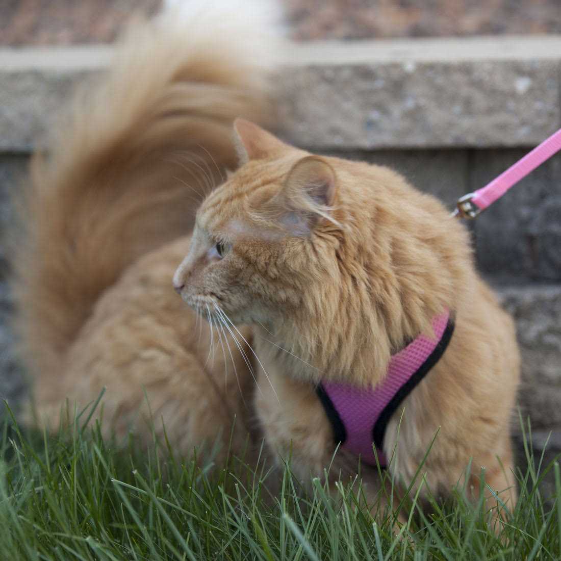 Comfort Soft Adjustable Cat Harness with 6′ Leash