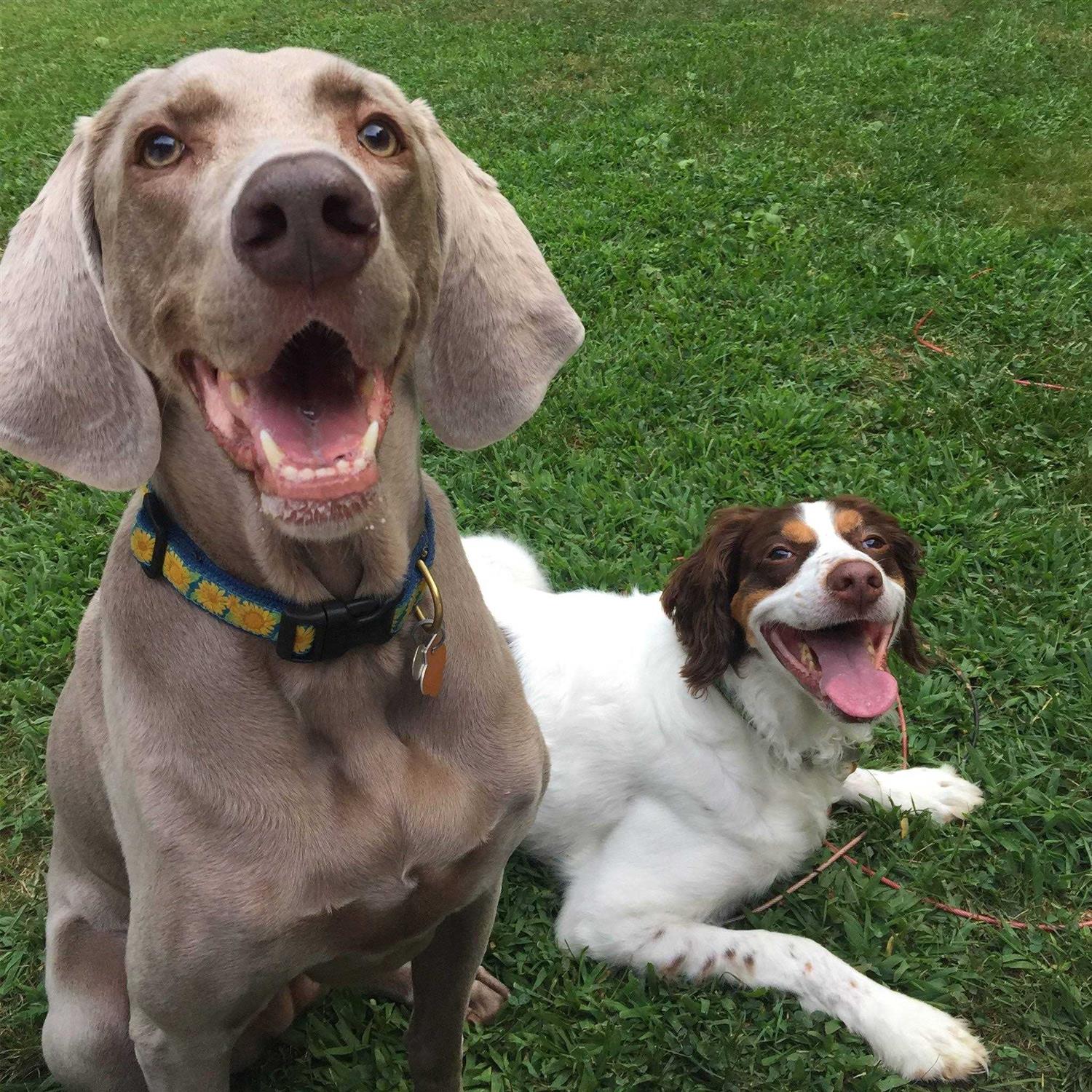 Bright Sunflower Dog Collar Up Country