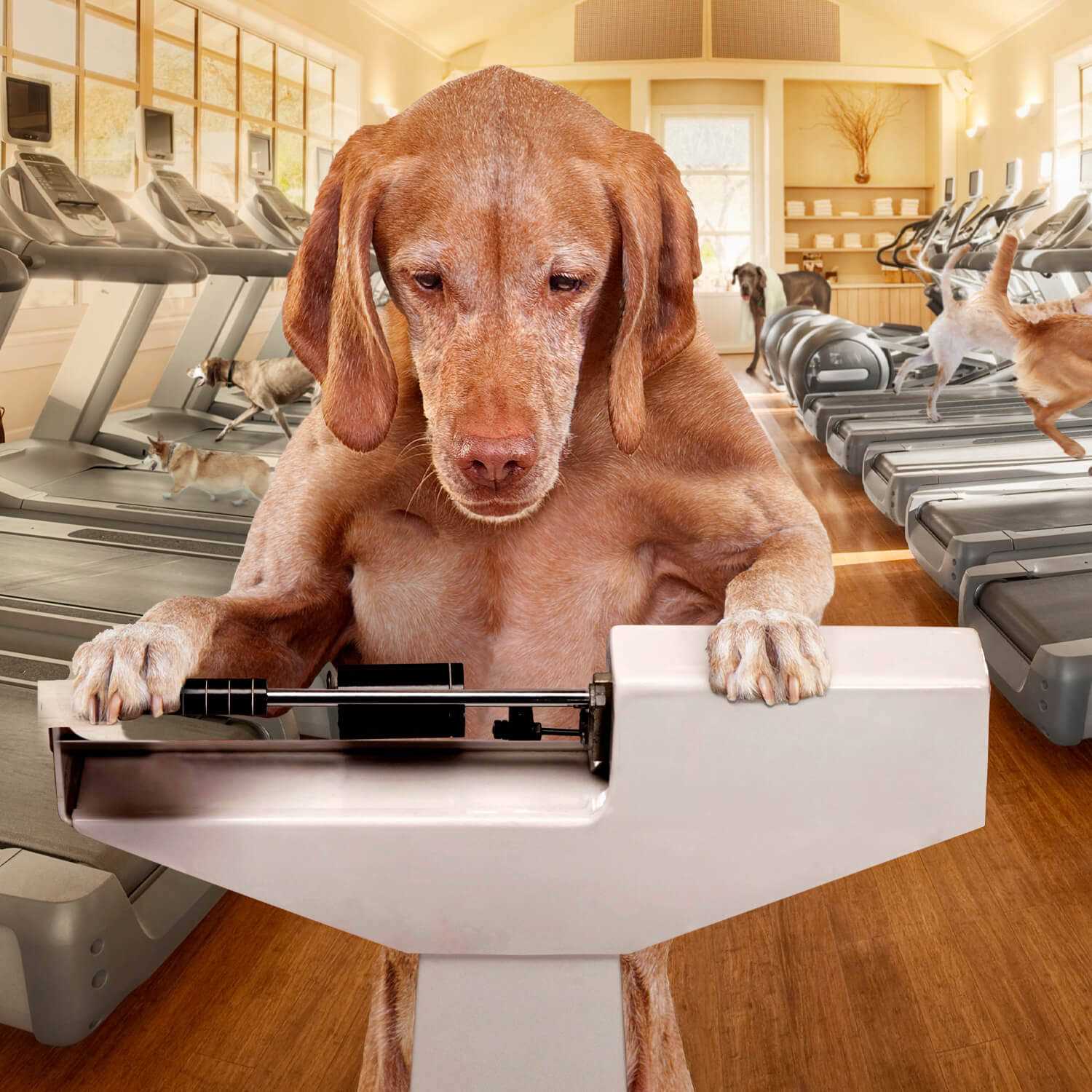 Fromm Gold Coast Weight Management Dry Dog Food