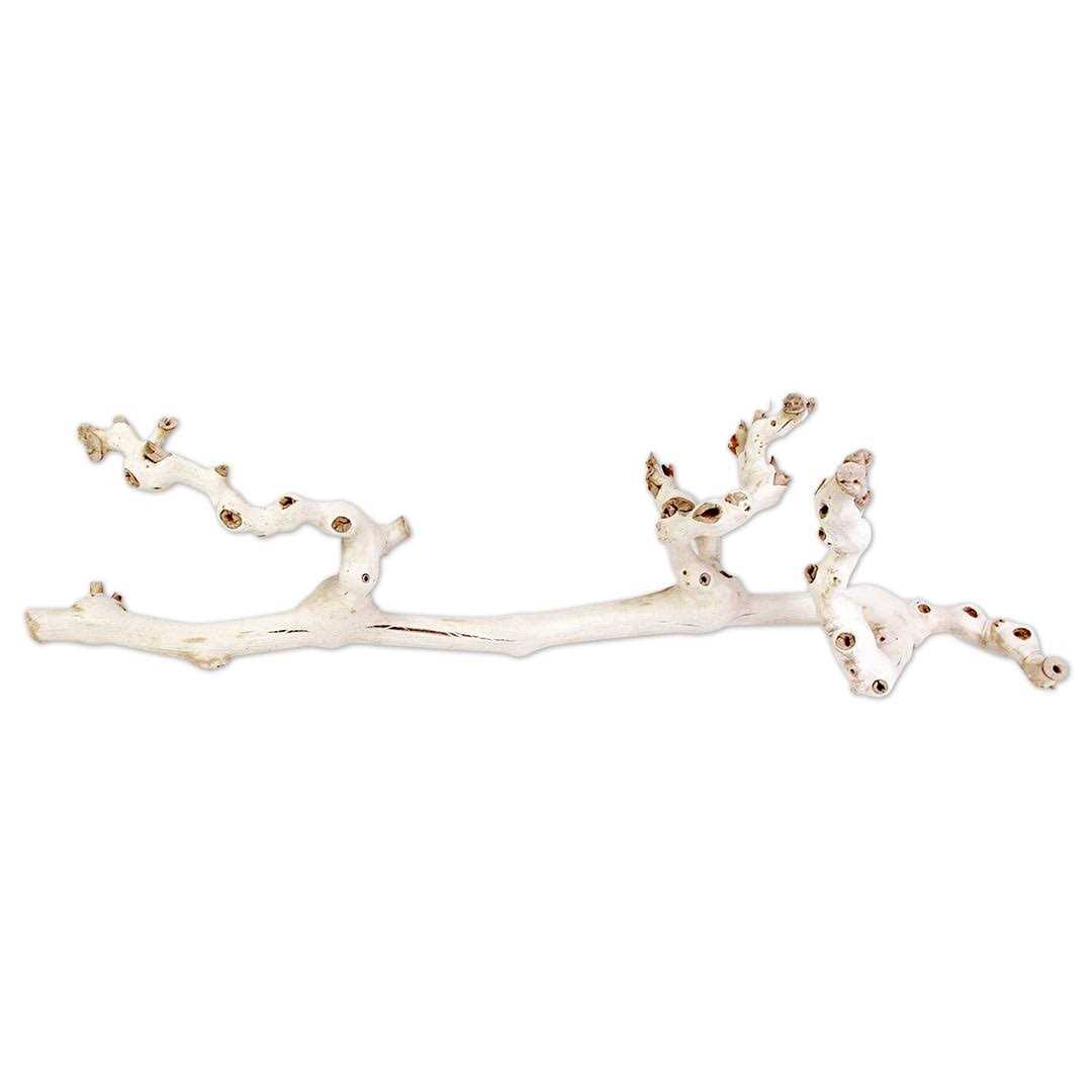 Koyal Wholesale Grapewood Branch