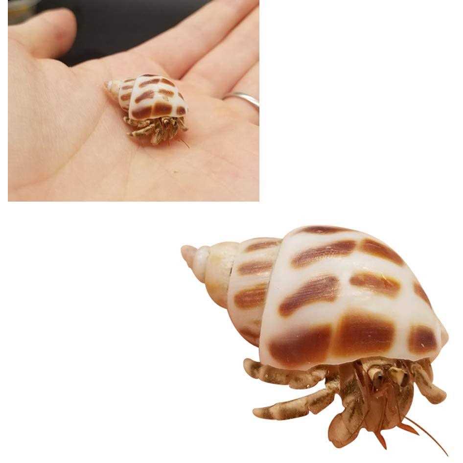 Lucky Baby 15+pcs Hermit Crab Shells Small to Medium Sea Conch Size 1/4-1 1/2 Inches Natural Growth Turbo Seashells Conch