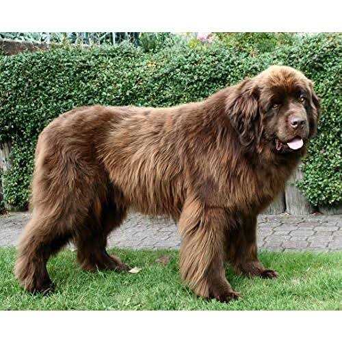 Pupford Yak Cheese Dog Chew